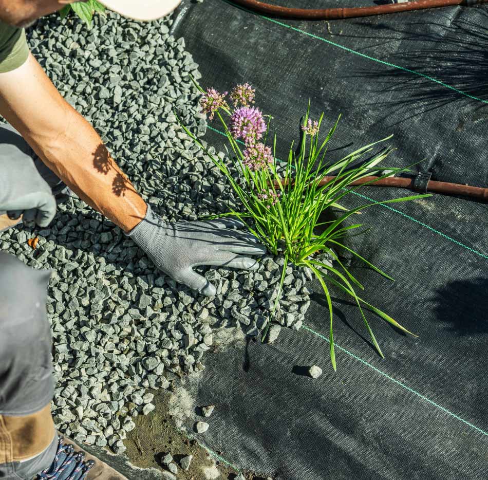 Gardener planting small shrub