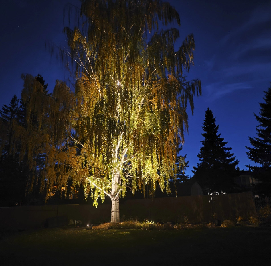 Landscape lighting tree
