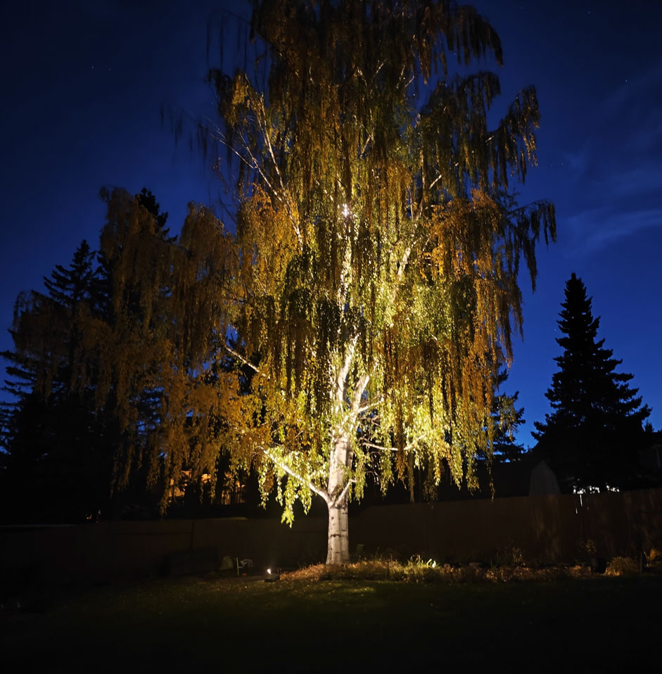 Outdoor lighting illuminating tree