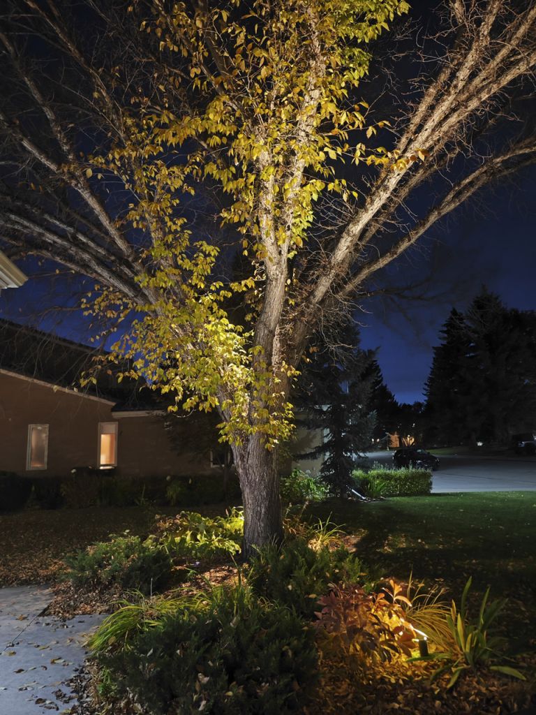 Outdoor lighting trees 768x1024